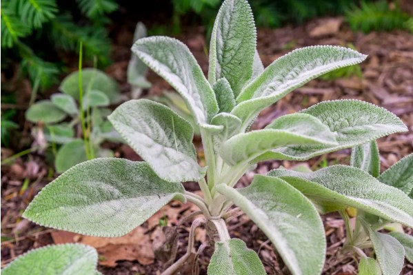 How to Grow and Care for Lamb's Ear