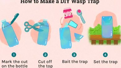 How to Make a DIY Wasp Trap