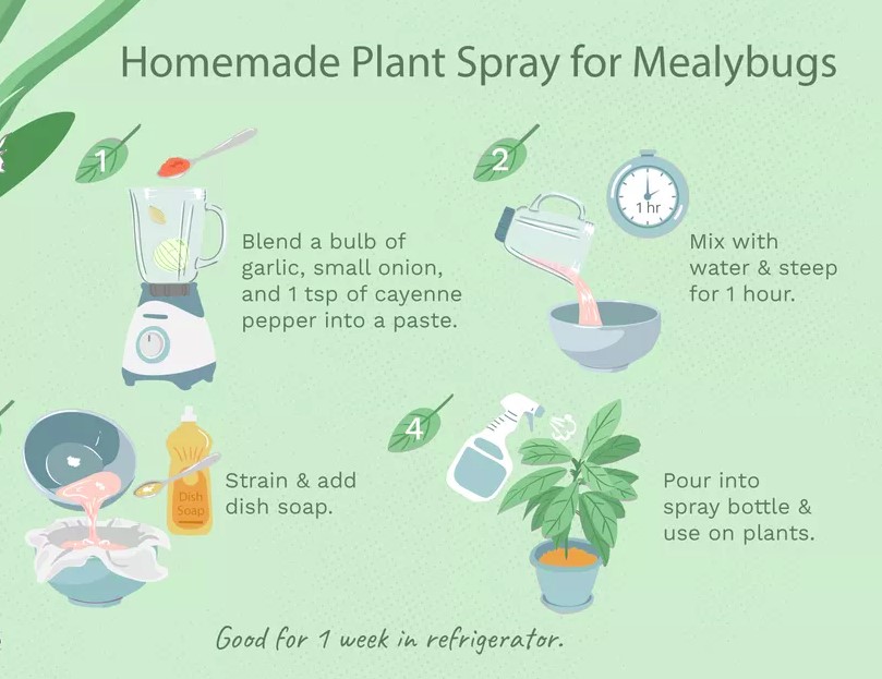 How to Get Rid of MealyBugs on Plants