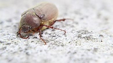 How to Get Rid of June Bugs