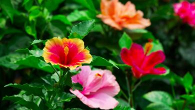 How to care for a tropical hibiscus tree